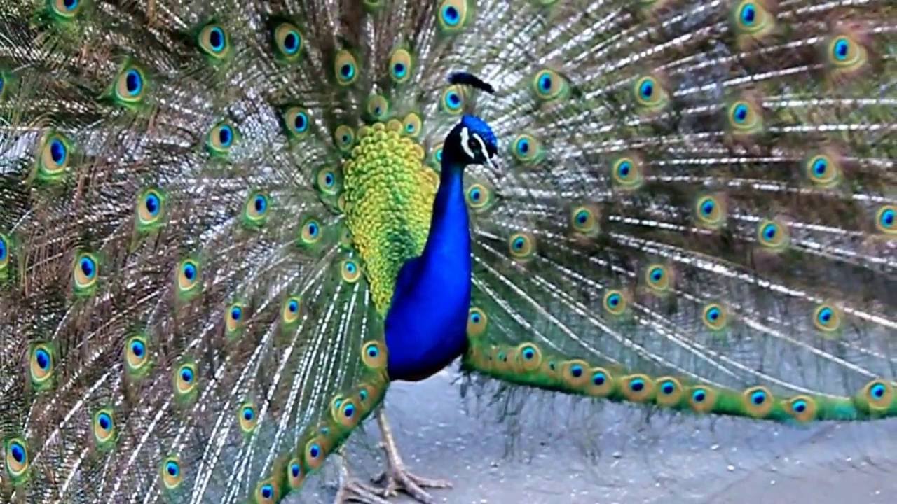 Peacock shaking his tail feathers
