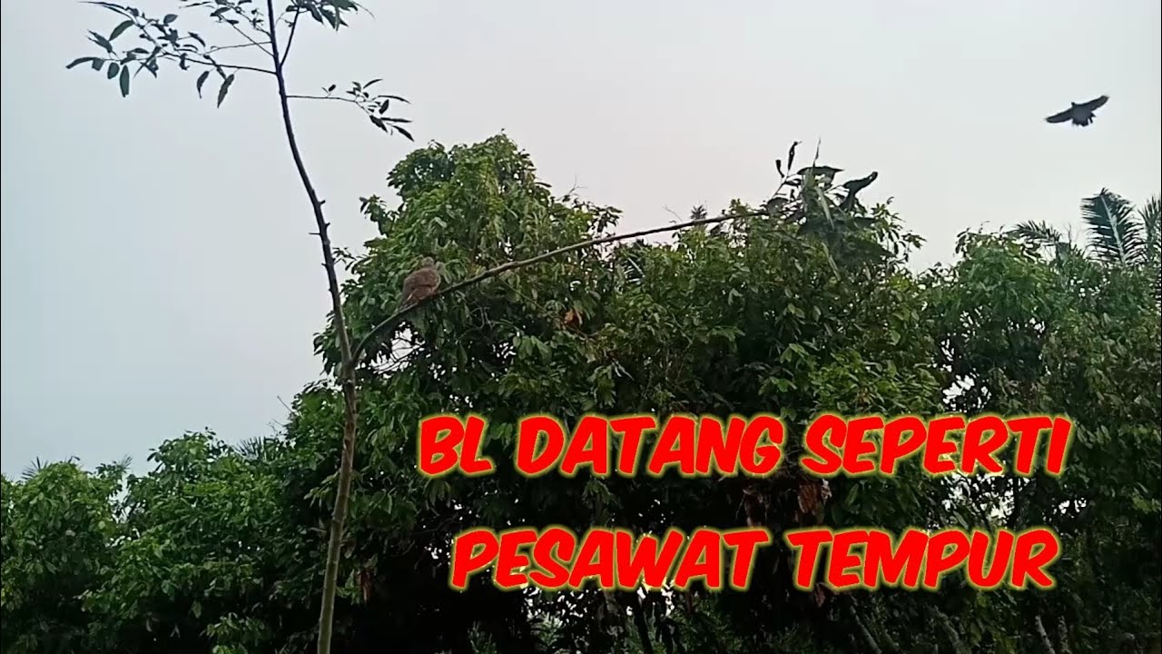 pikat terkukur ranting.. langsung poin