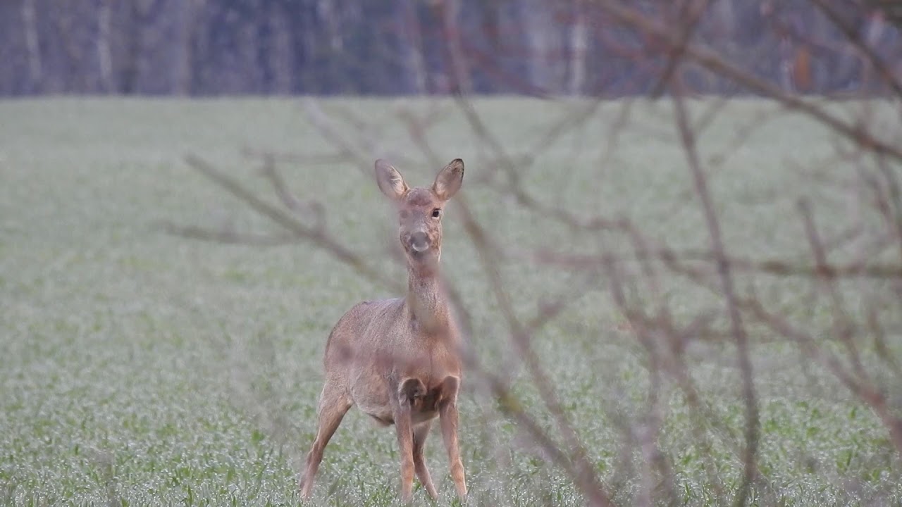 UN CHEVREUIL ABOIE ! (Capreolus capreolus)