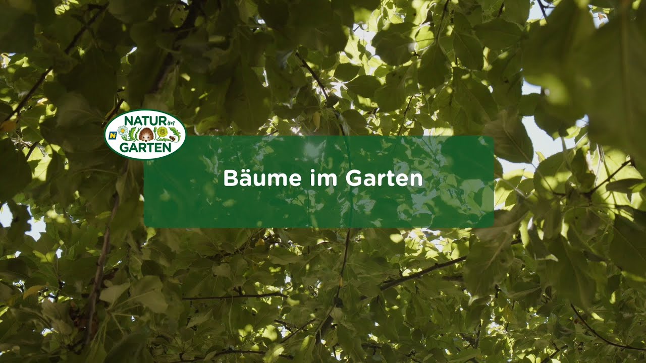 Bäume im Garten - Wert der Bäume