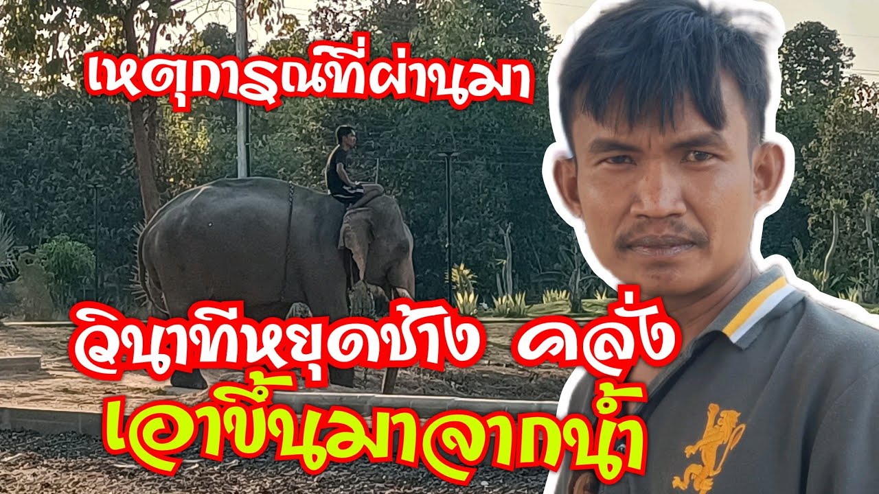 นาทีระทึก ! เหตุการณ์ ตอนเอาช้างคลั่งขึ้นจากน้ำ