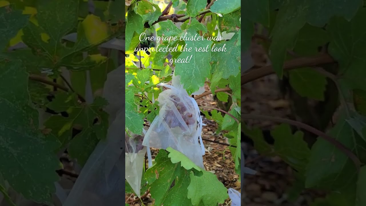 Birds Eating Grapes: Which is Better? Cluster Protection vs. Unguarded Grapes #shorts