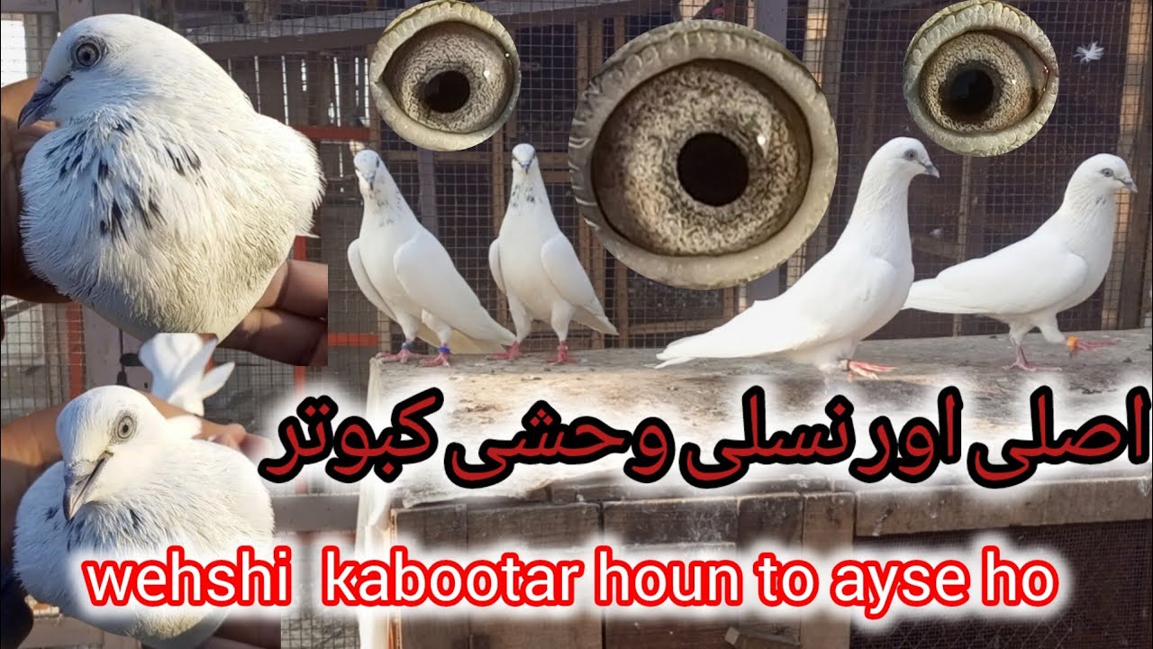 Ayse wehshi kabootar phly kabi nai dkhy houn gy|Purany resulted udhy hoae wehshi kabootaroun ka shoq