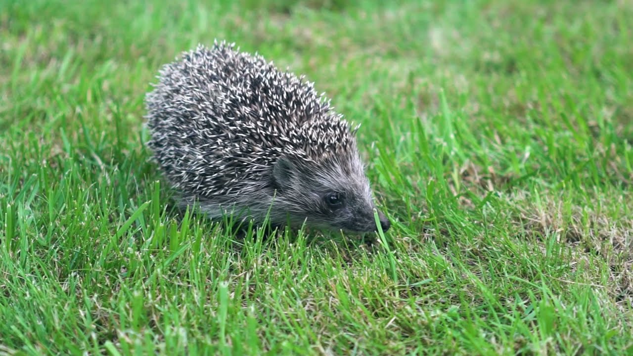 How to Attract Wildlife Into Your Garden | Green Feathers HQ