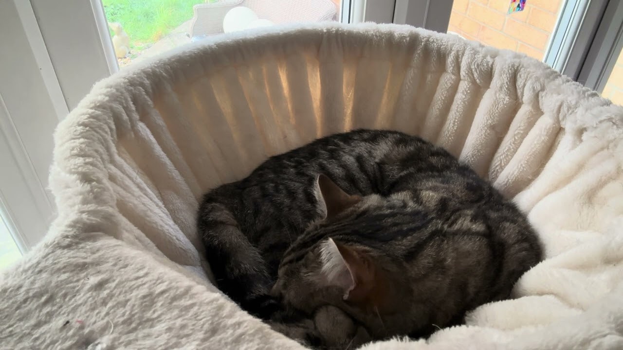 March 5th 2026: Compline Service: The Vic and The Bear in his snuggly Hammock.