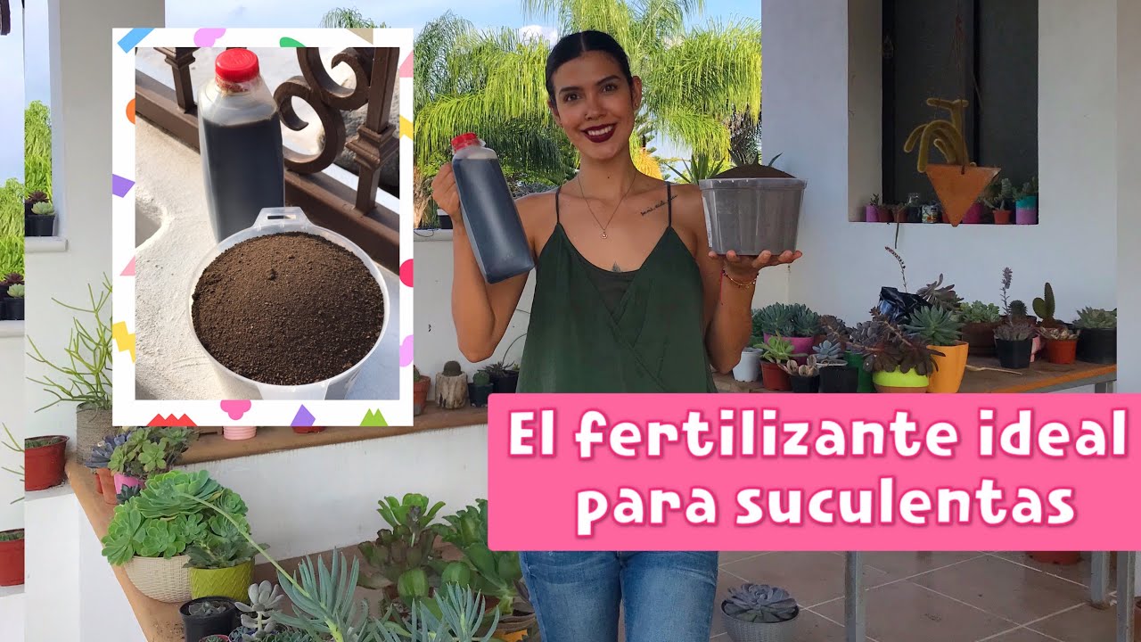 El fertilizante perfecto para suculentas: orgánico y económico