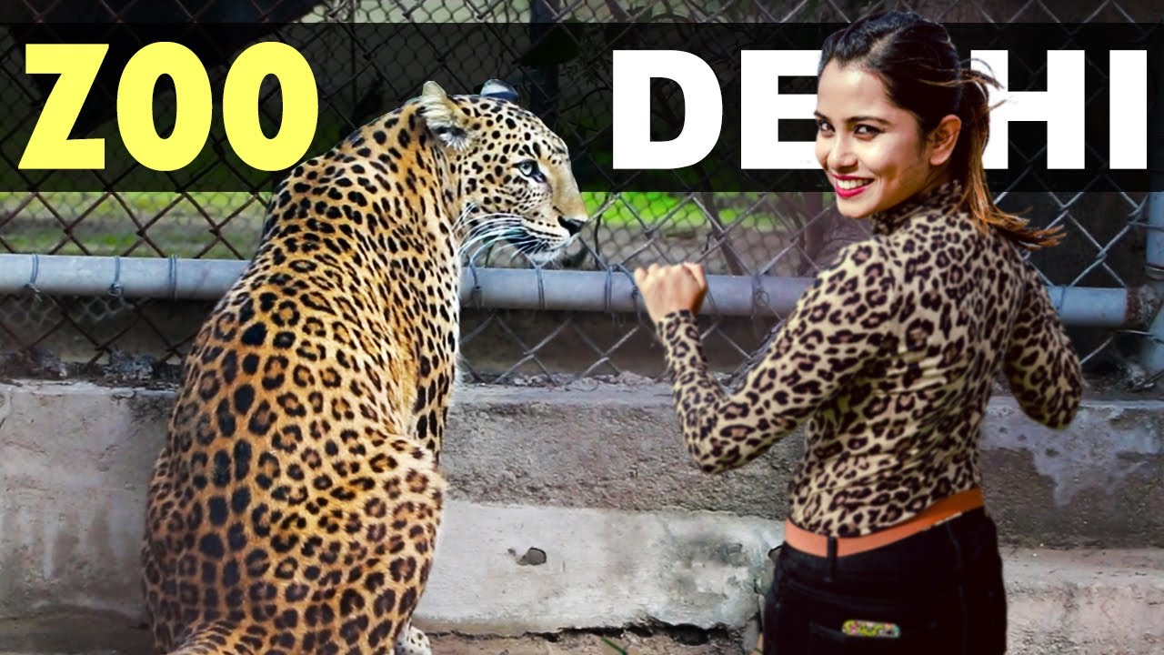 दिल्ली का चिड़ियाघर - Delhi Zoo - Leopard Playing - National Zoological park - Savvy Fernweh