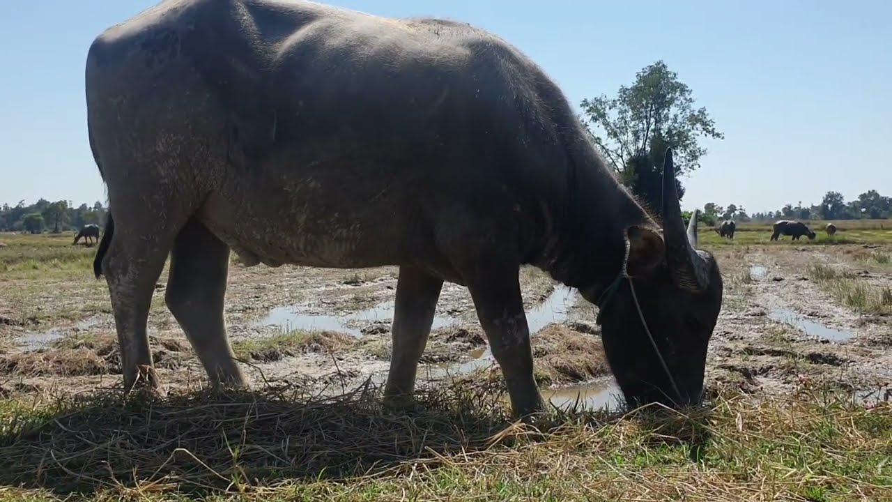 buffaloes are grazing in a beautiful rice field.