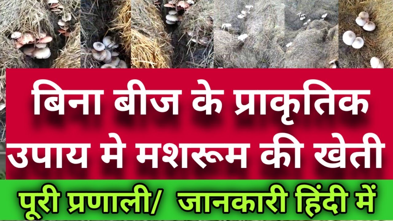 बिना बीज के पुआल मशरूम की खेती प्राकृतिक उपाय से/अर्गनिक पुआल मशरूम/Organic Humic For Mushroom#short