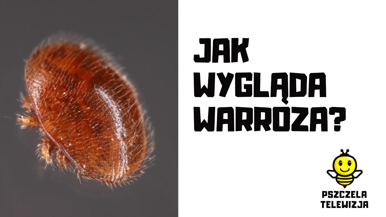 Jak wygląda warroza?