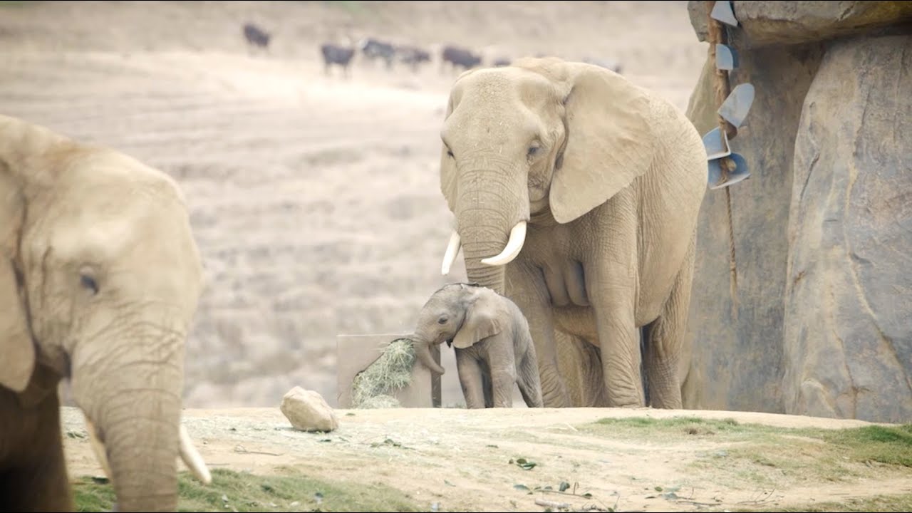 Zuli the Elephant Calf