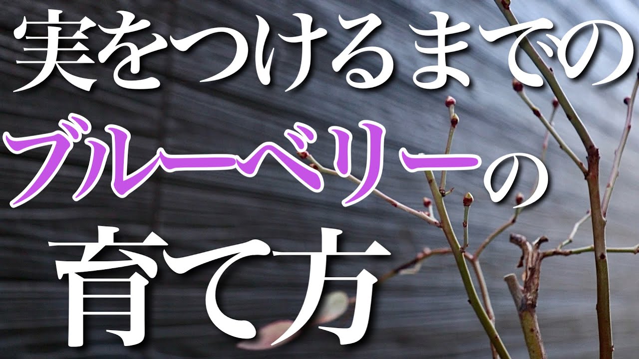 【ブルーベリー】実を付けるまでの1年のサイクルと育て方を簡単に教えます