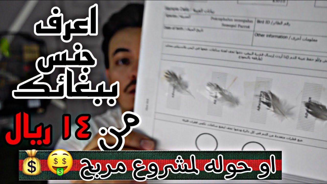 طريقة تحليل جنس الطيور DNA | اخذ عينات الريش من الببغاء | كيف تحوله لتجاره ؟(sexadodeaves)