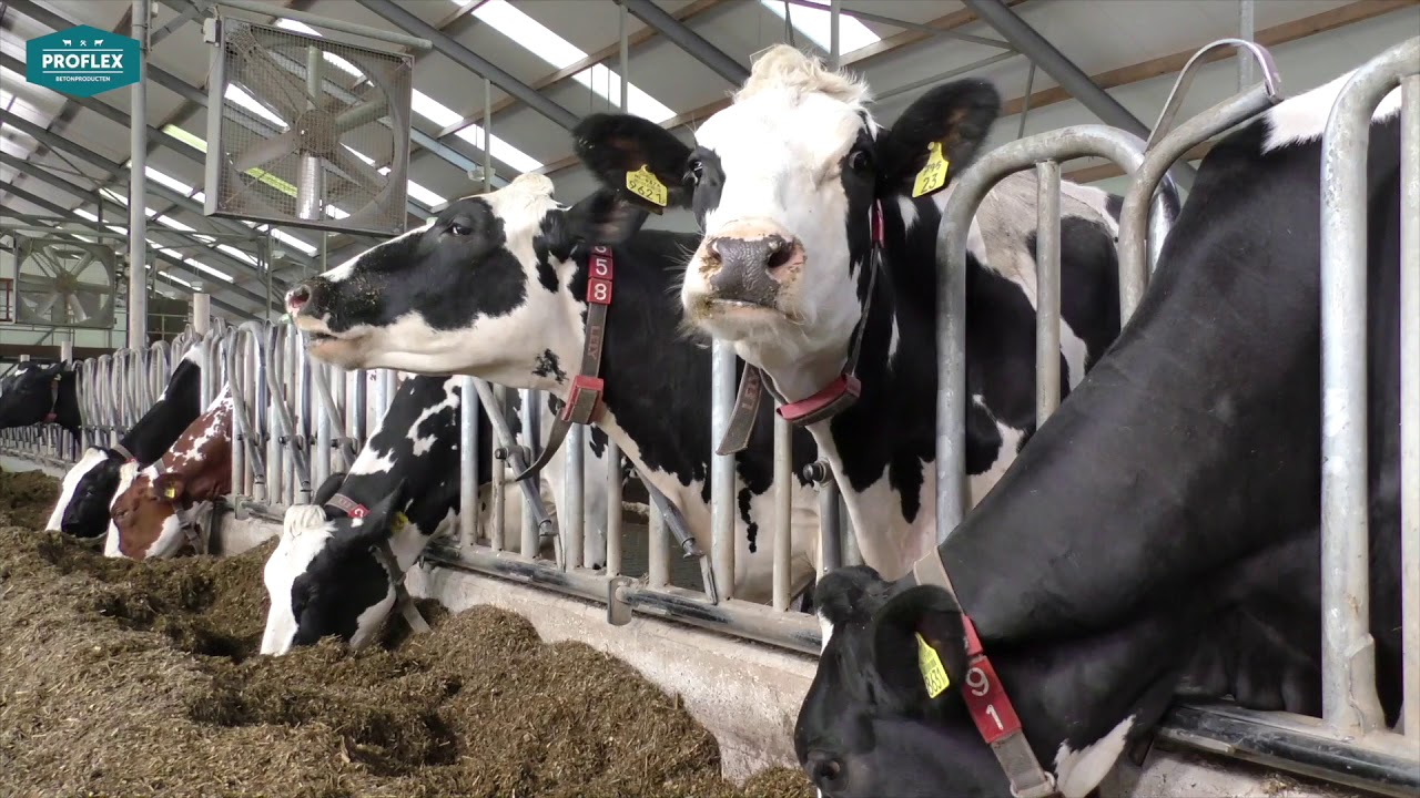 Proflexbeton MeadowFloor emissiearme stalvloer renovatie Kaasboerderij De Gelder Tijnje Friesland