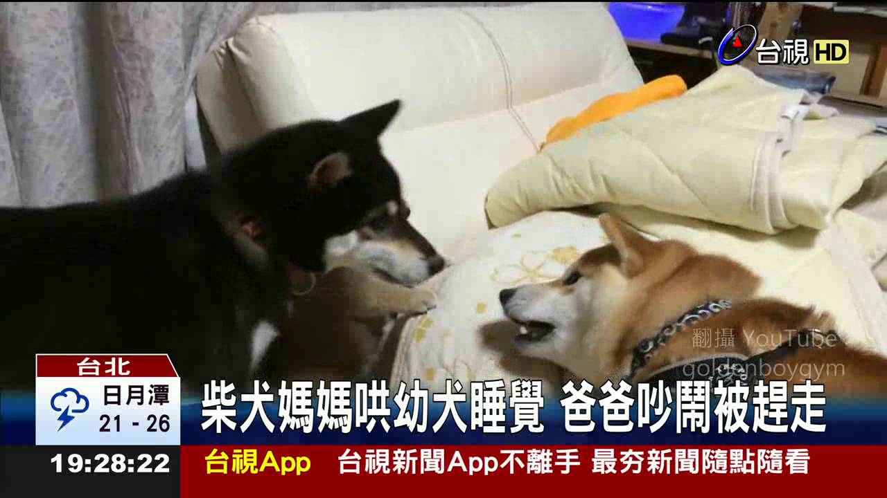 柴犬媽媽哄幼犬睡覺爸爸吵鬧被趕走