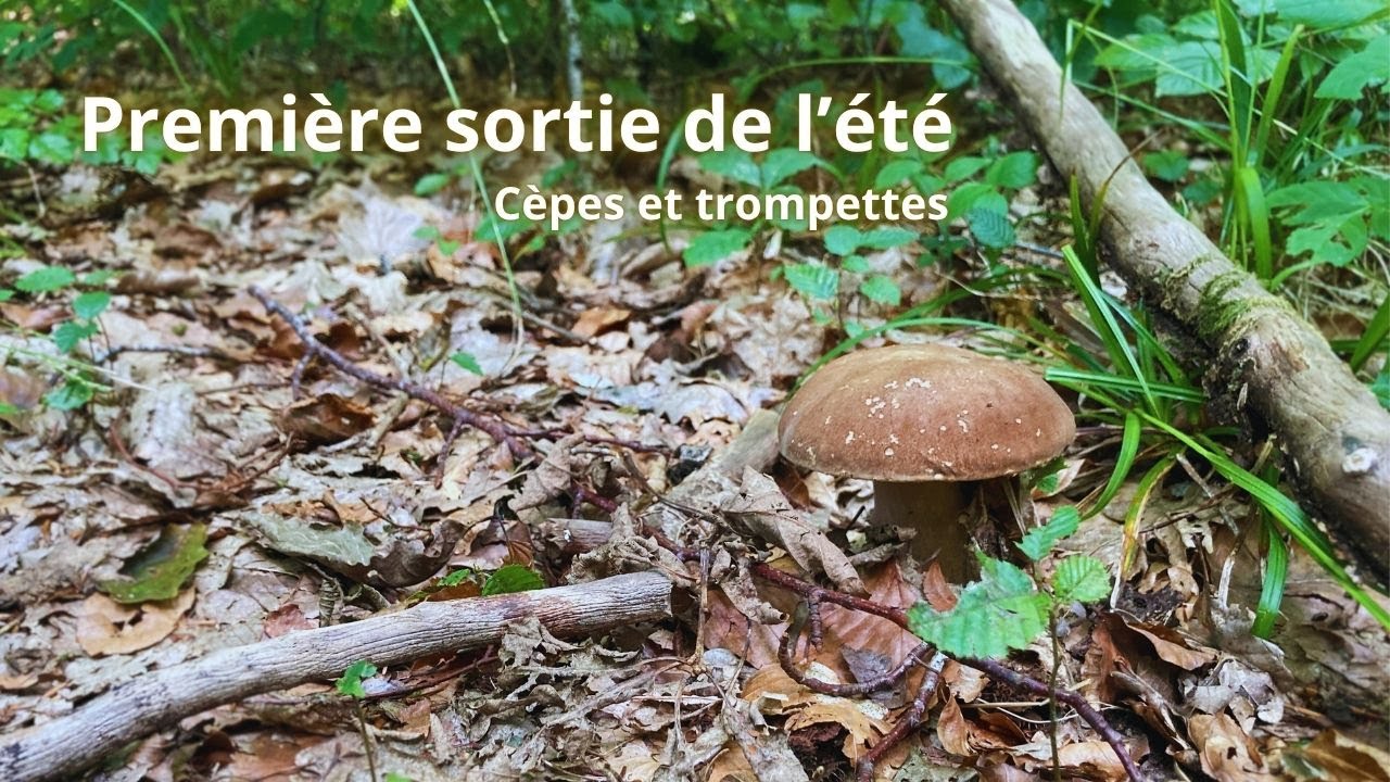 Cèpes et trompettes un bon début!!
