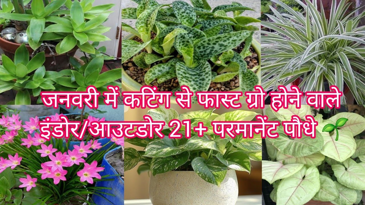 जनवरी में कटिंग से फास्ट ग्रो होने वाले इंडोर/आउटडोर 21+ परमानेंट पौधे 🌱
