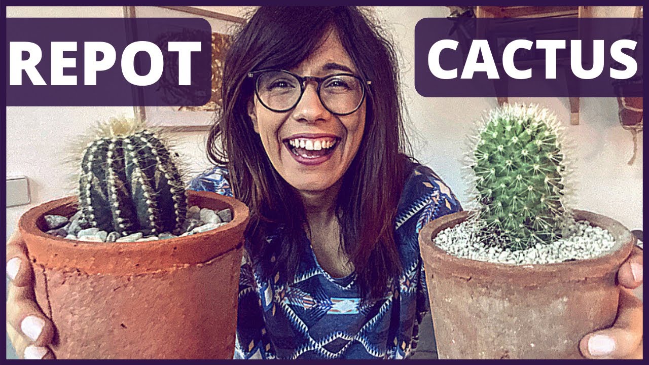 Как пересадить кактус КАК ПРОФИ | как пересаживать кактусы 🌵