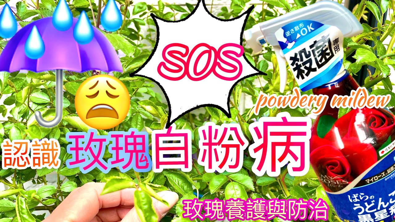 白粉病對玫瑰的影響多大⁉️多雨潮濕不通風也要注意｜Diseases of Roses-Powdery Mildew|うどん粉病