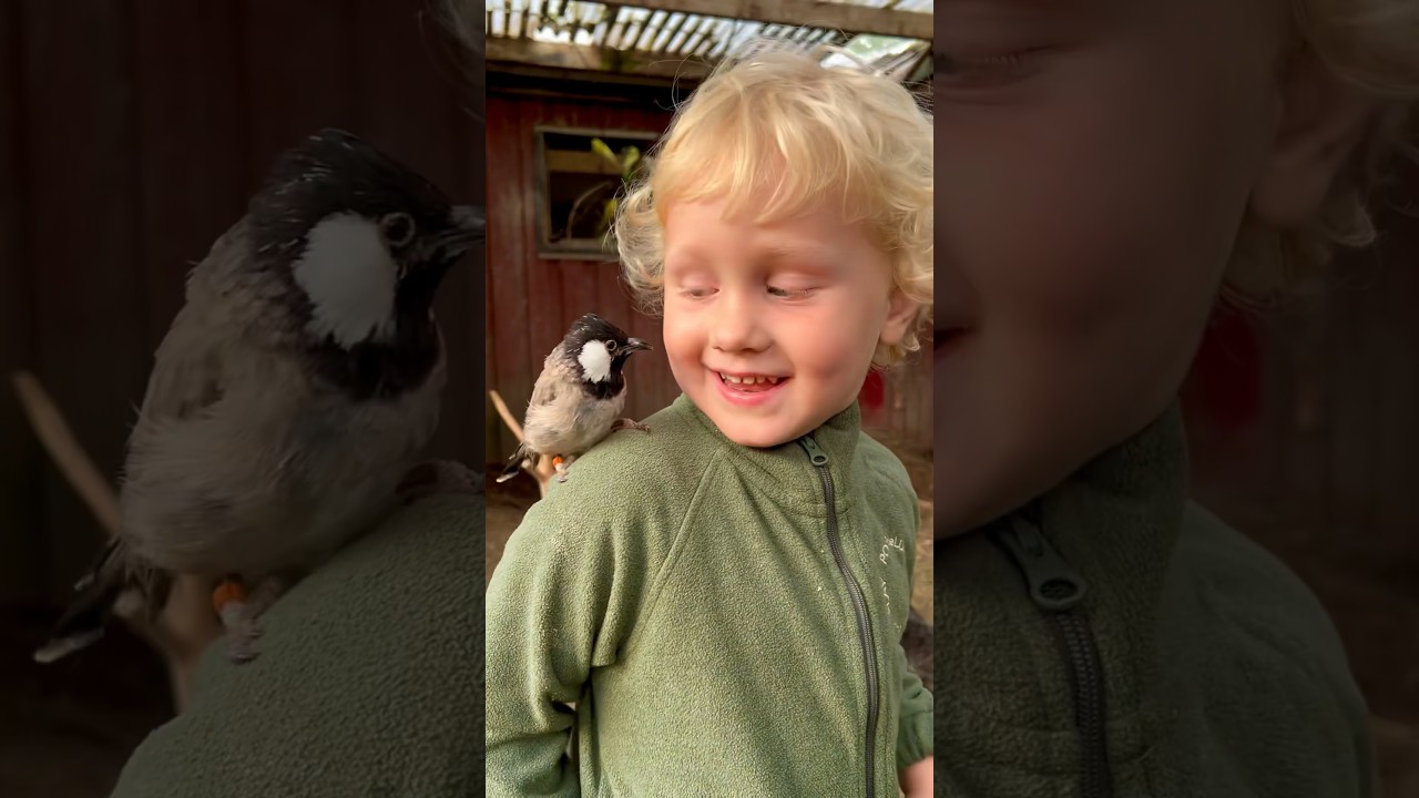 Tame Iraqi Bulbul and boy - pet birds #pets #birdlovers #birds #bird #pet #animals