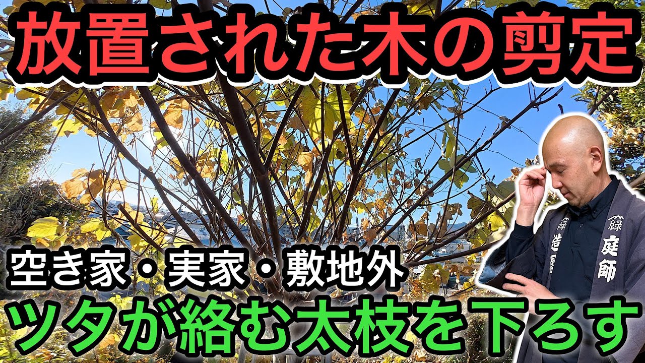 【いつかやらなきゃ！】丸坊主に剪定！放っておいた木を庭師が安全に剪定していく様子をそのままお届けします。