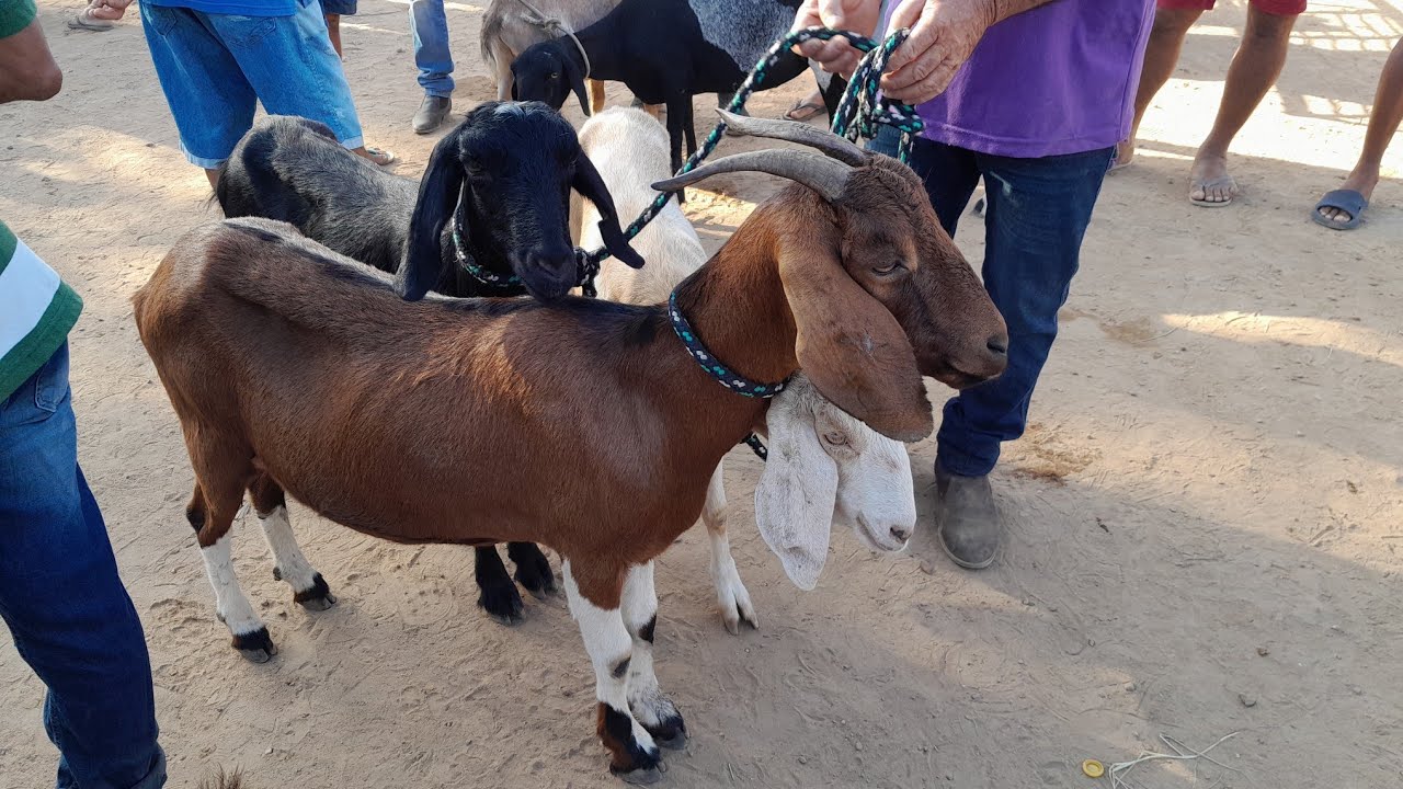Feira de Animais em Santa Cruz do Capibaribe Pernambuco 23/12/2024 $$