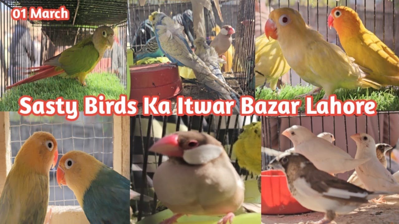 Lahore sunday birds market | itwar birds bazar Lahore | sunday birds market Lahore Pakistan 