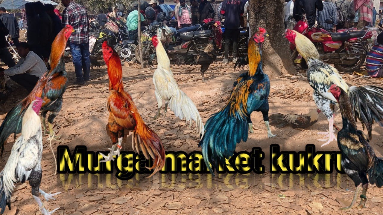 Murga market kukru 🐓 aseel murga hat || aseel market kukru 🐓 rooster market kukru 🐓 ||