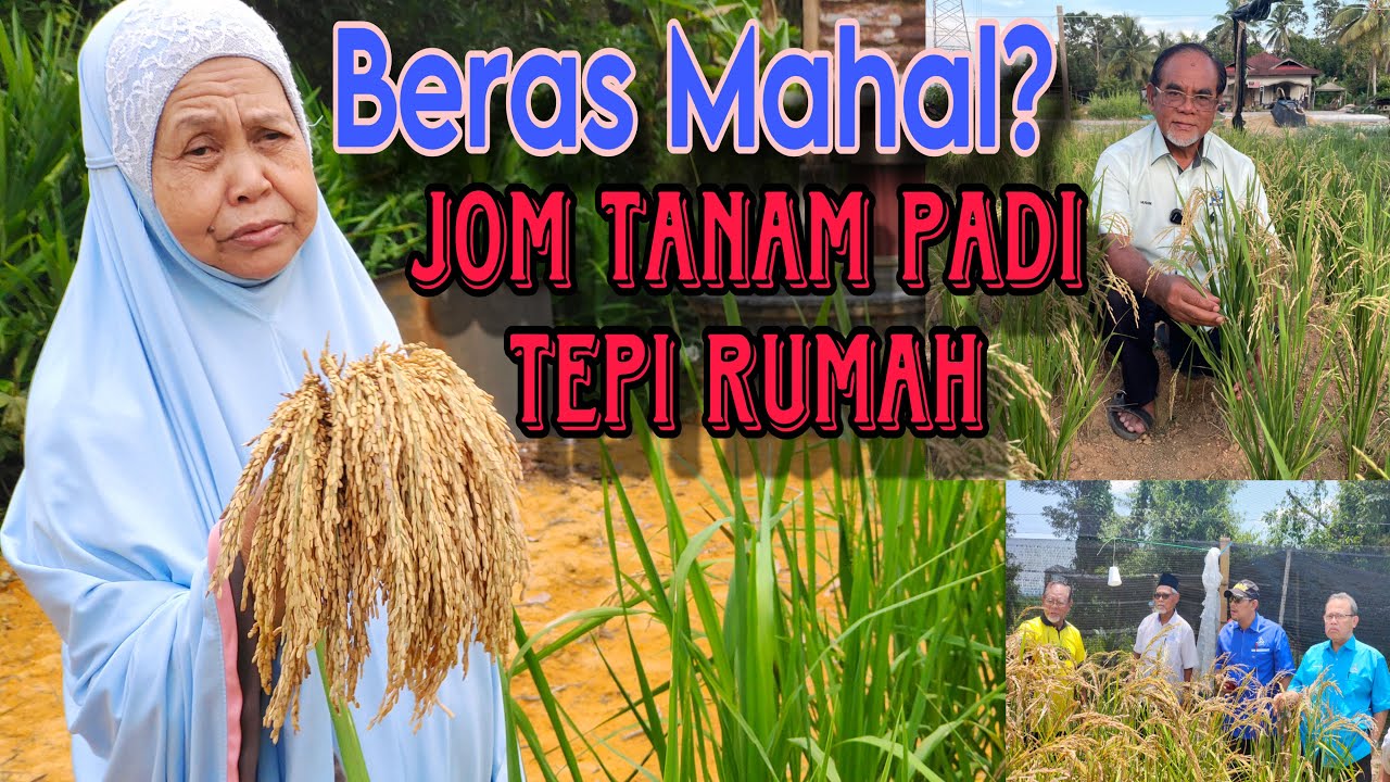 Semudah itu tanam padi darat tepi rumah