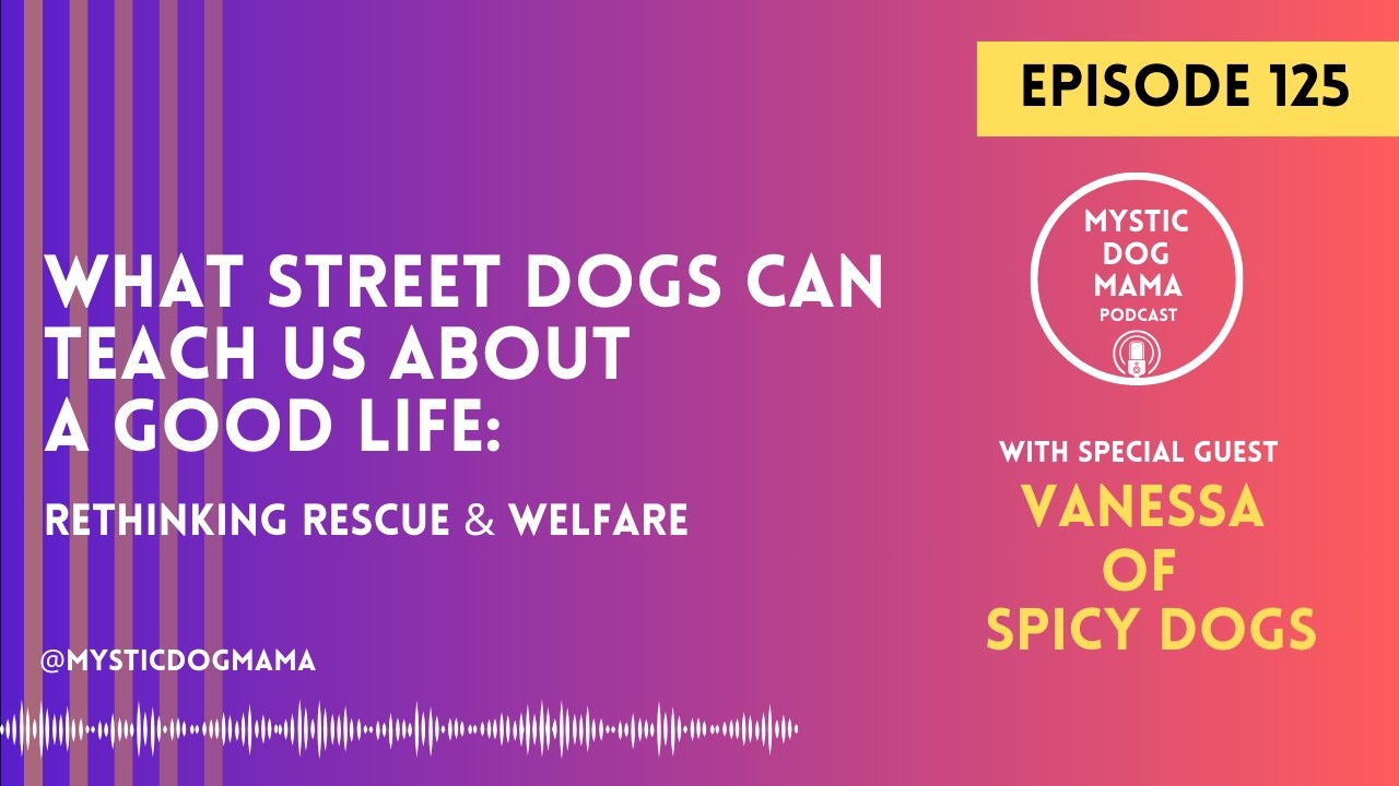 EP 125 What Street Dogs Can Teach Us: Rethinking Rescue + Welfare w/Vanessa - Spicy Dogs Behaviour