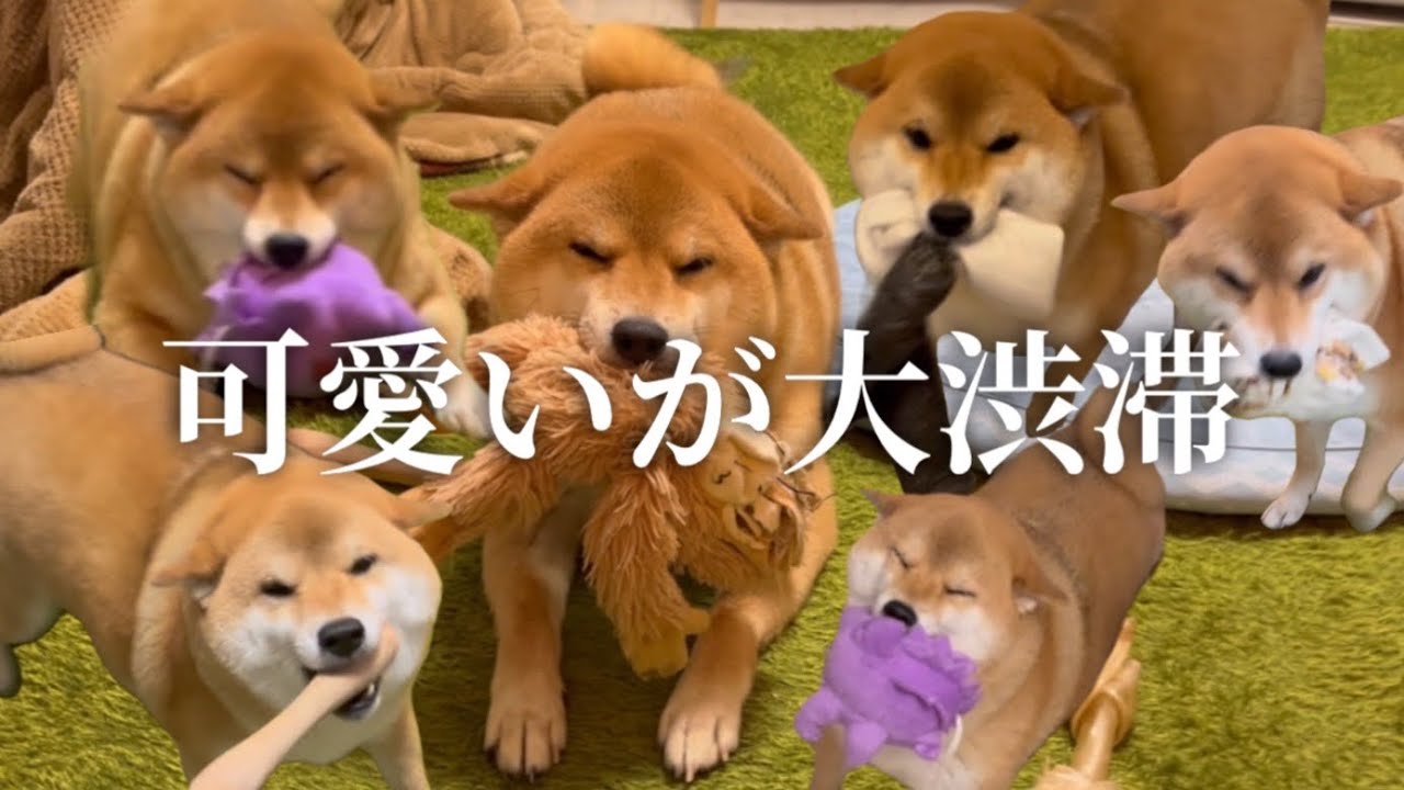 【傑作集】柴犬のお出迎えをたくさん撮ってみた【ヒコーキ耳】
