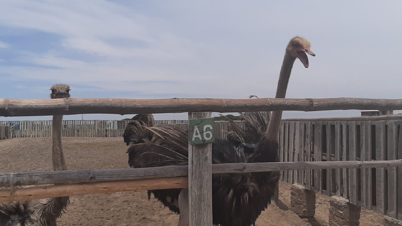 Chiclayo-Las 3 Avez mas grandes del Perú y el Mundo Avestruz Africano Emú Australiano Ñandu o Suri,