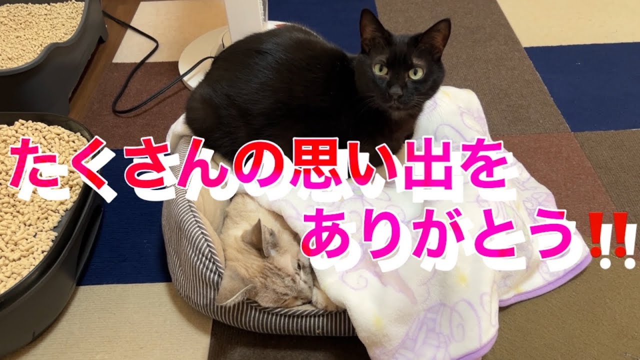 別れは突然に… 愛猫との悲しいお別れ