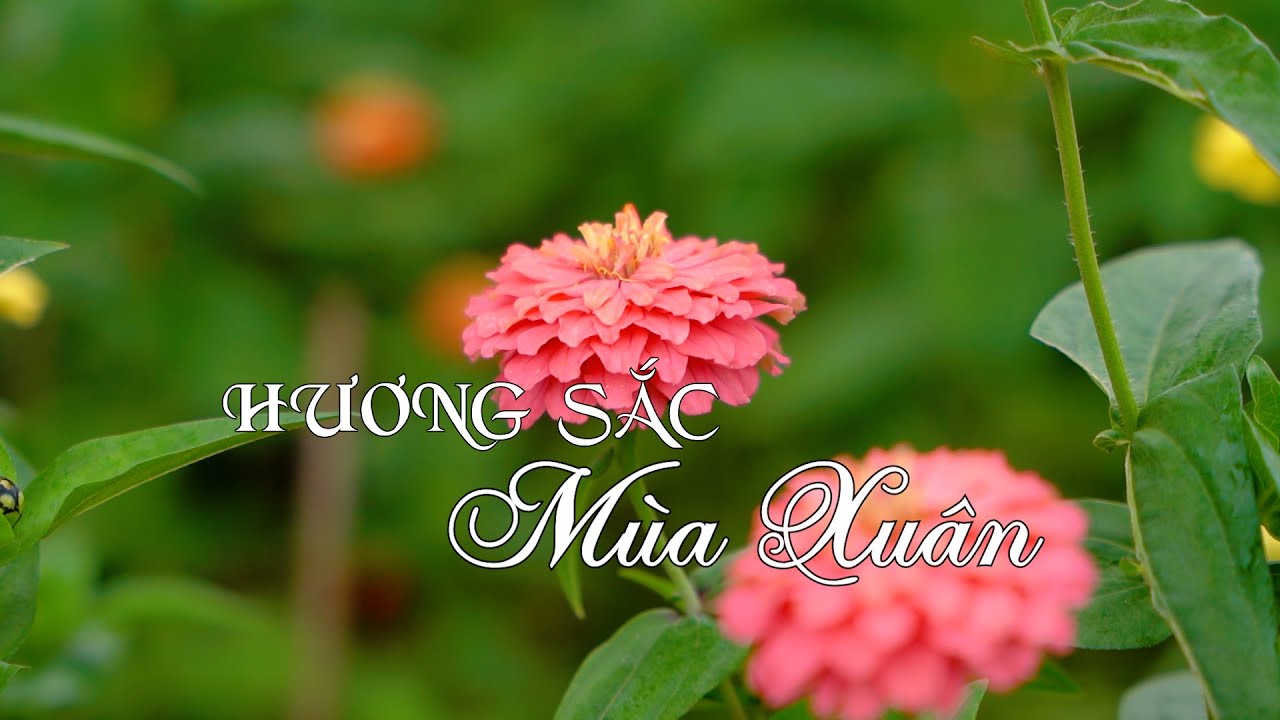 Ca Huế: HƯƠNG SẮC MÙA XUÂN