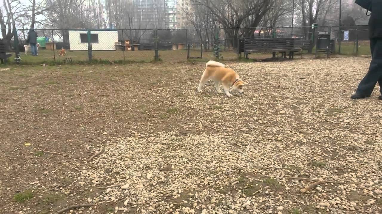 Asami - the undercovered little goat
