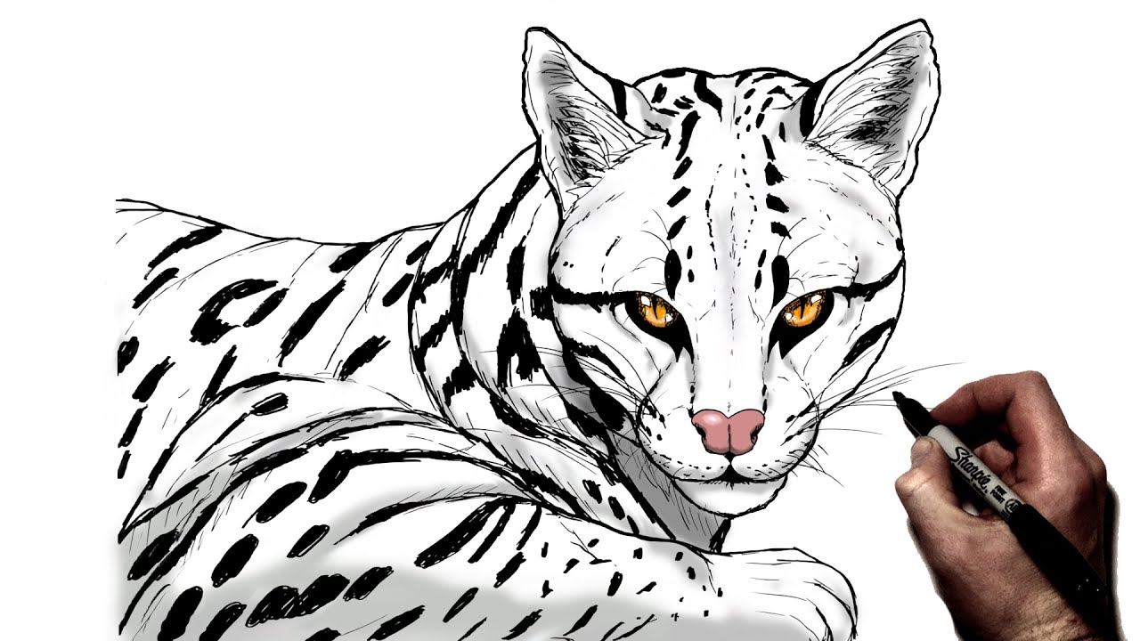 How To Draw An Ocelot | Step By Step