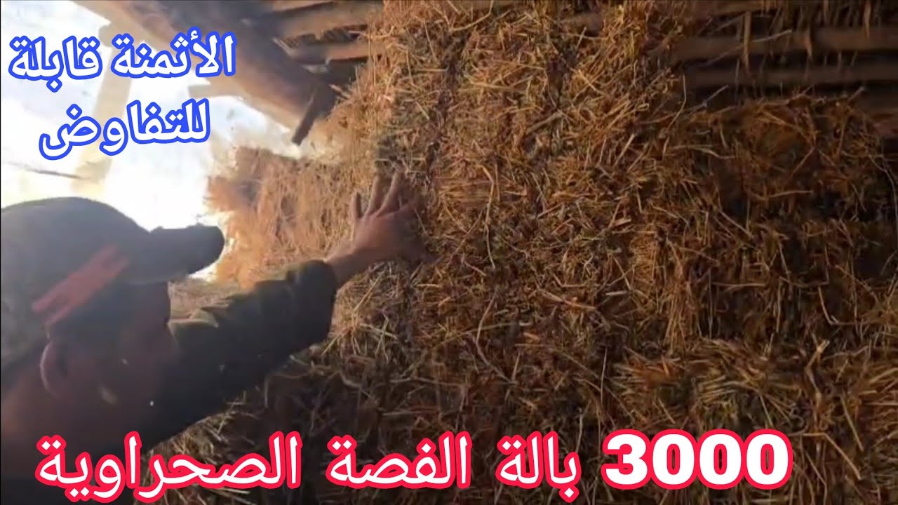 عداد كبير ديال💫 الفصة الصحراوية إتصل 06.60.95.08.98📞 ألو سي أيوب نواحي الغرب🇲🇦 