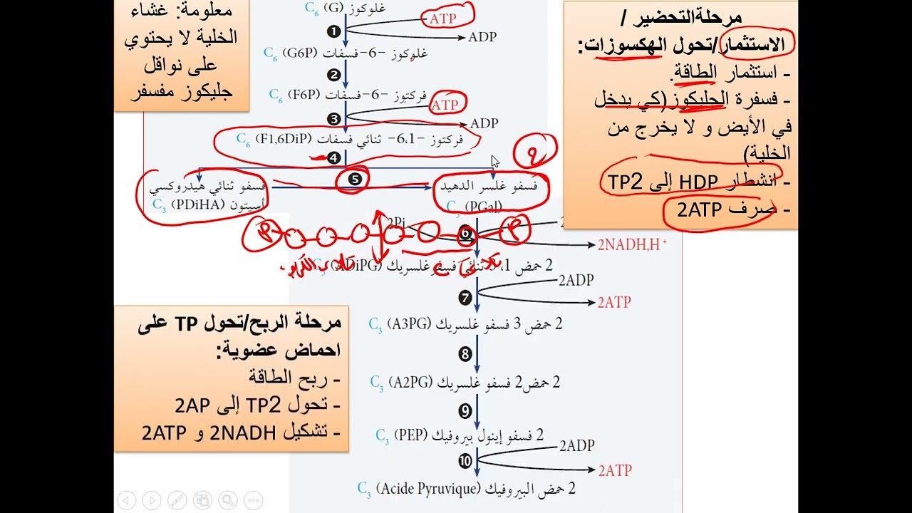 العرض السادس التحلل السكري
