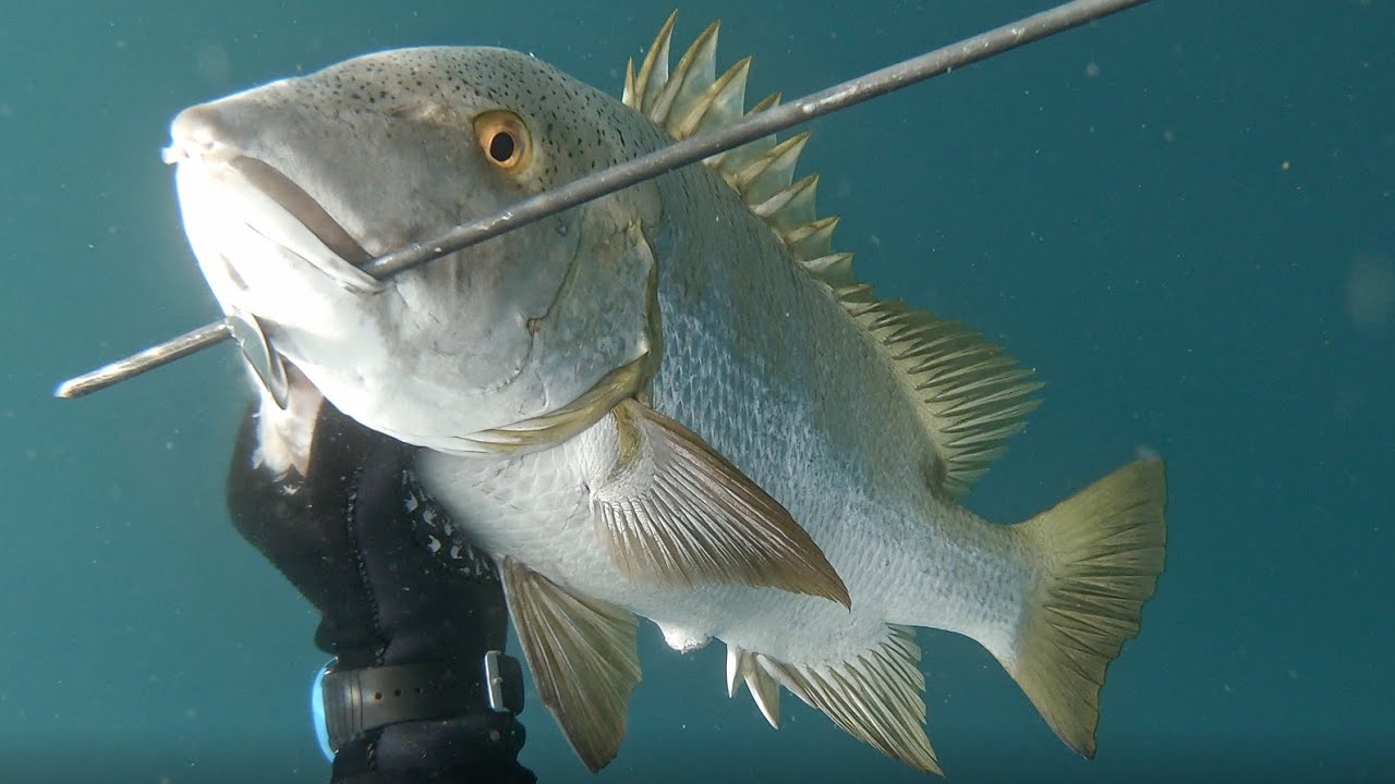 24 pound cabrilla, mullet snapper and barred pargos, spearfishing in Baja