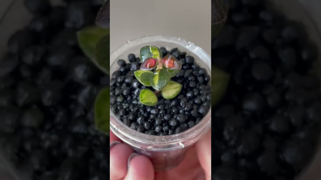 Hoya Haul! Rare! Check description for specific details. 