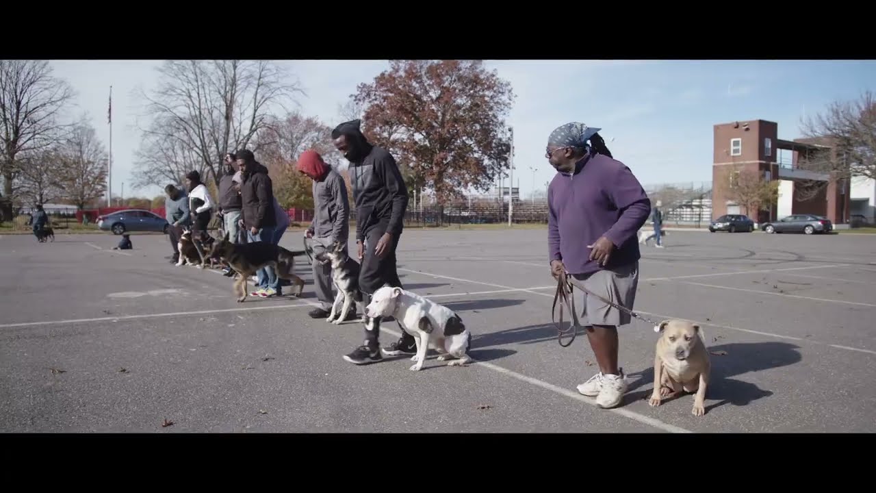 Advanced Obedience Training - Harold Hamilton, Master Dog Trainer - Dog Training, Long Island, NY