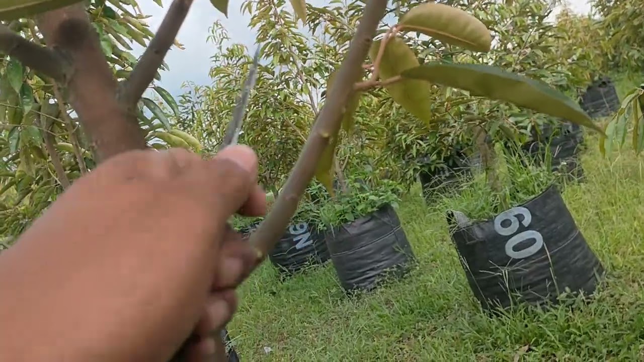 PRUNING TUNAS AIR PADA AWAL PERTUMBUHAN POHON DURIAN #bibit#durian#pruning#durianfarm 
