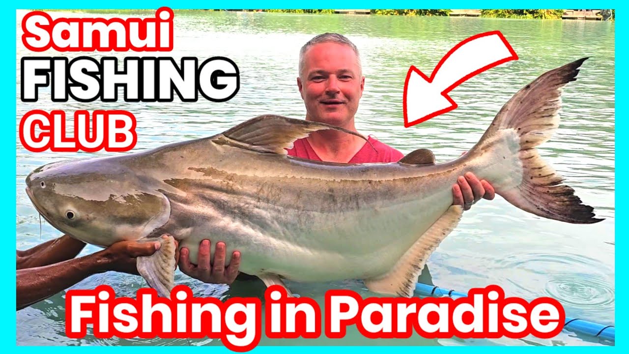 BIG fish fishing in PARADISE - Samui Fishing Club 3/3 #fishing #thailand #fish #video