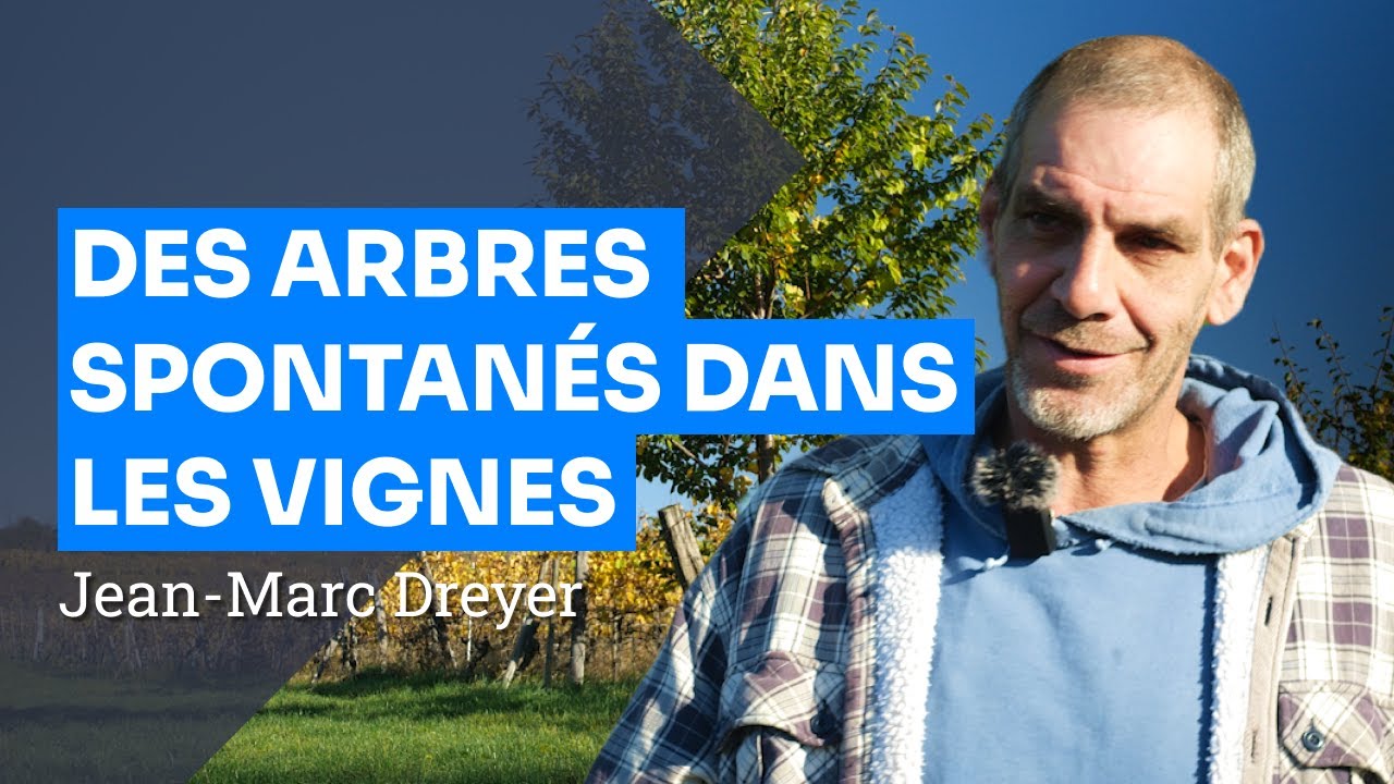 Cultiver la vigne autrement : enherbement et arbres spontanés en Alsace, Jean-Marc Dreyer