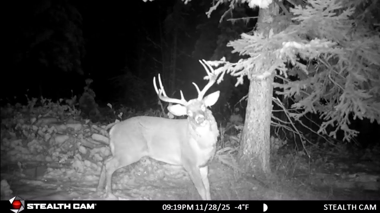 The Licking Branch - Facebook of the Deer World