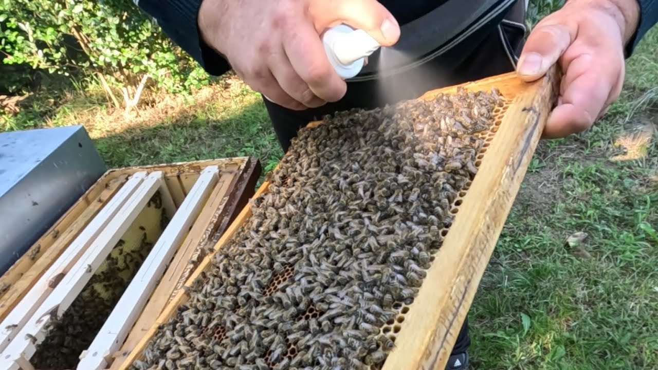 306. Aplikácia kyseliny mliečnej na chytený roj
