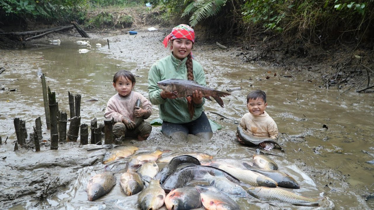 Fishing, harvesting giant fish to sell at the market - taking care of chickens and ducklings