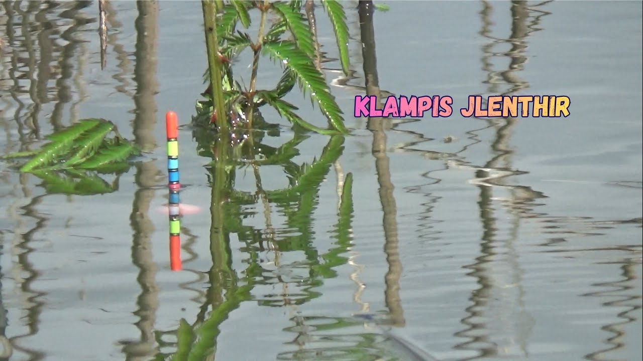 KLAMPIS JLENTHIR JADI SARANG IKAN, MANCING WADUK GAJAH MUNGKUR SPOT NGLERI #fishing #mancing #fish