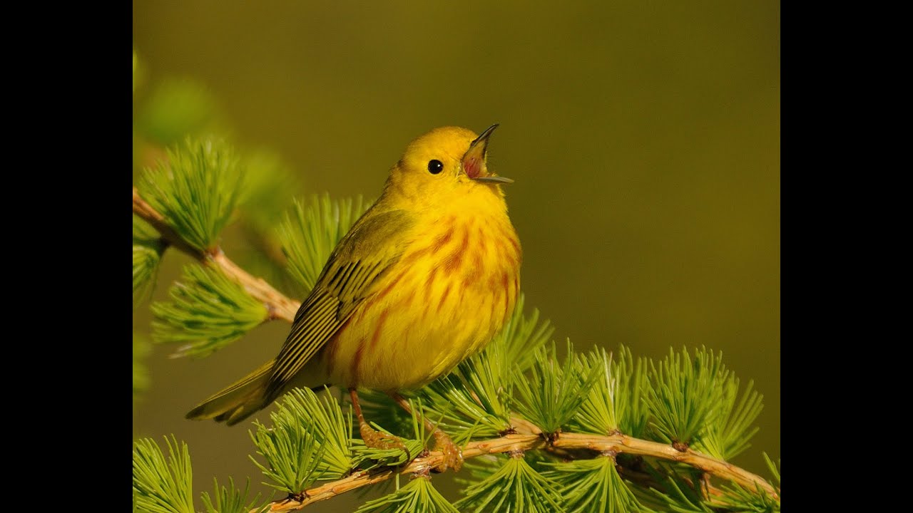 Paruline jaune -Yellow Warbler