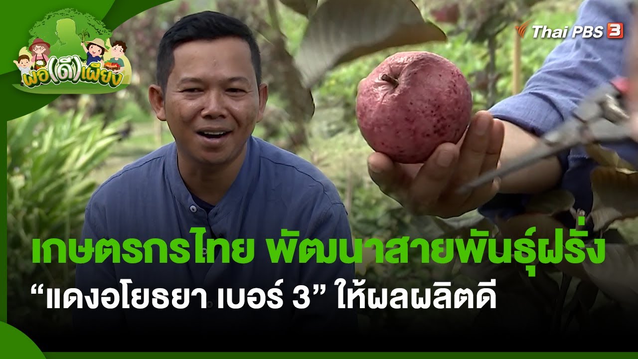เกษตรกรไทย พัฒนาสายพันธุ์ฝรั่ง 